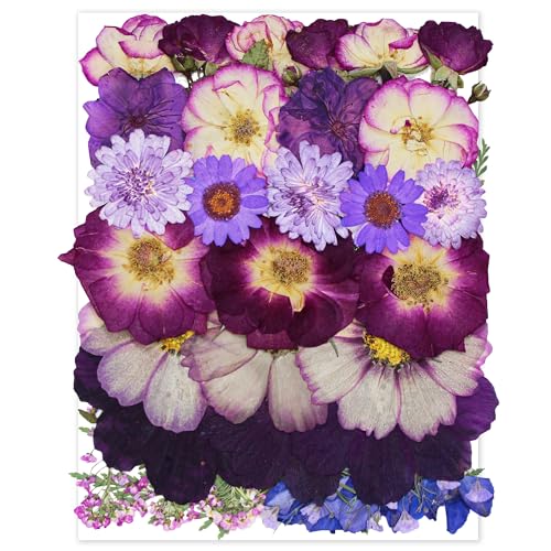 OECCO Large Purple Dried Pressed Flower for Resin, Big Real Nature Pressing Floral Leaves for DIY Craft, Mold, Jewelry Making, Candle Scrapbooking